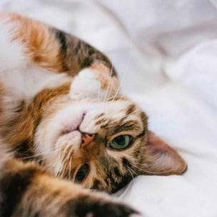 celebrate international cat day - photo by Anton Lochov via unsplash