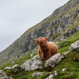 celebrate St. Andrew's Day - Eric Welch via Unsplash