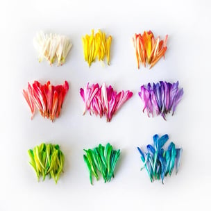 Celebrate international colour day - Jessica Lee via Unsplash