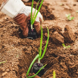 celebrate world food day - Markus Spiske via Unsplash