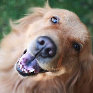 celebrate national golden retriever day - photo by Orlando Tapia via unsplash